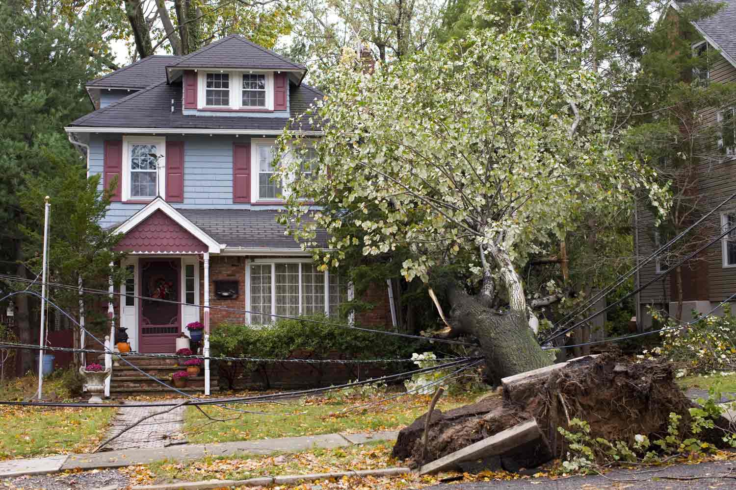 A tree fallen on a property.