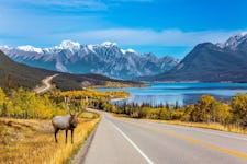 Scenic shores of Abraham Lake - Red deer grazing by the side of the road.