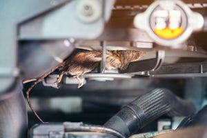 Does Car Insurance Cover Mice Chewing Wires | BrokerLink