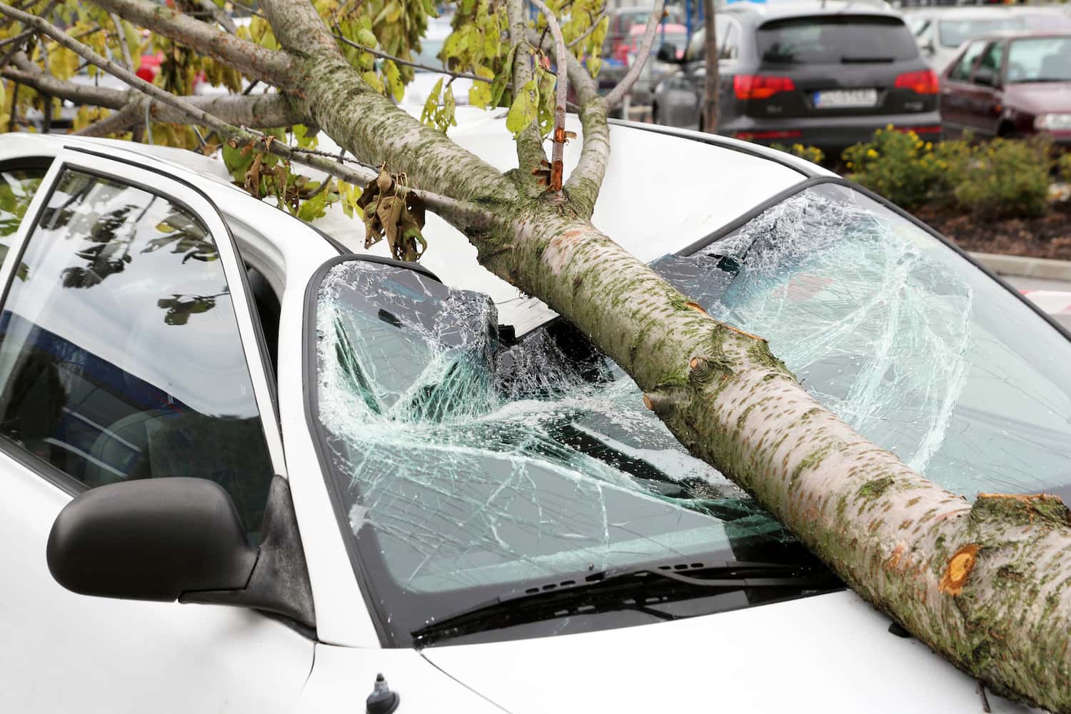 Fallen tree on a damaged car