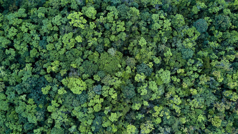 Aerial view captured by a drone showcasing a lush green landscape with dense vegetation and bushes.