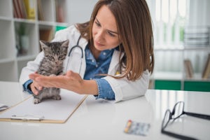 Veterinarian examining a kitten in animal hospital