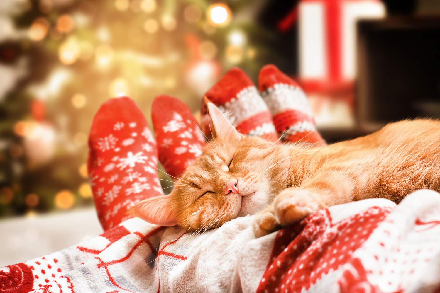 ginger cat and human legs on the bed, christmas cozy evening