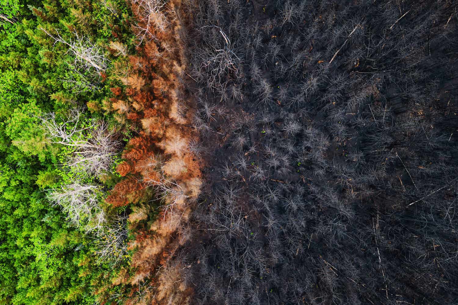 Aerial view of damage caused by a wildfire.