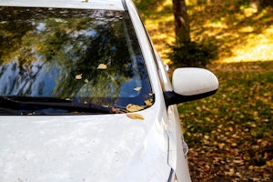The hood of the white car with the yellow leaves of the trees