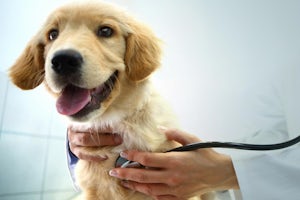 Closeup front view of Golden Retriver puppy being examined by unrecognizable female vet. The vet is using a stethoscope.