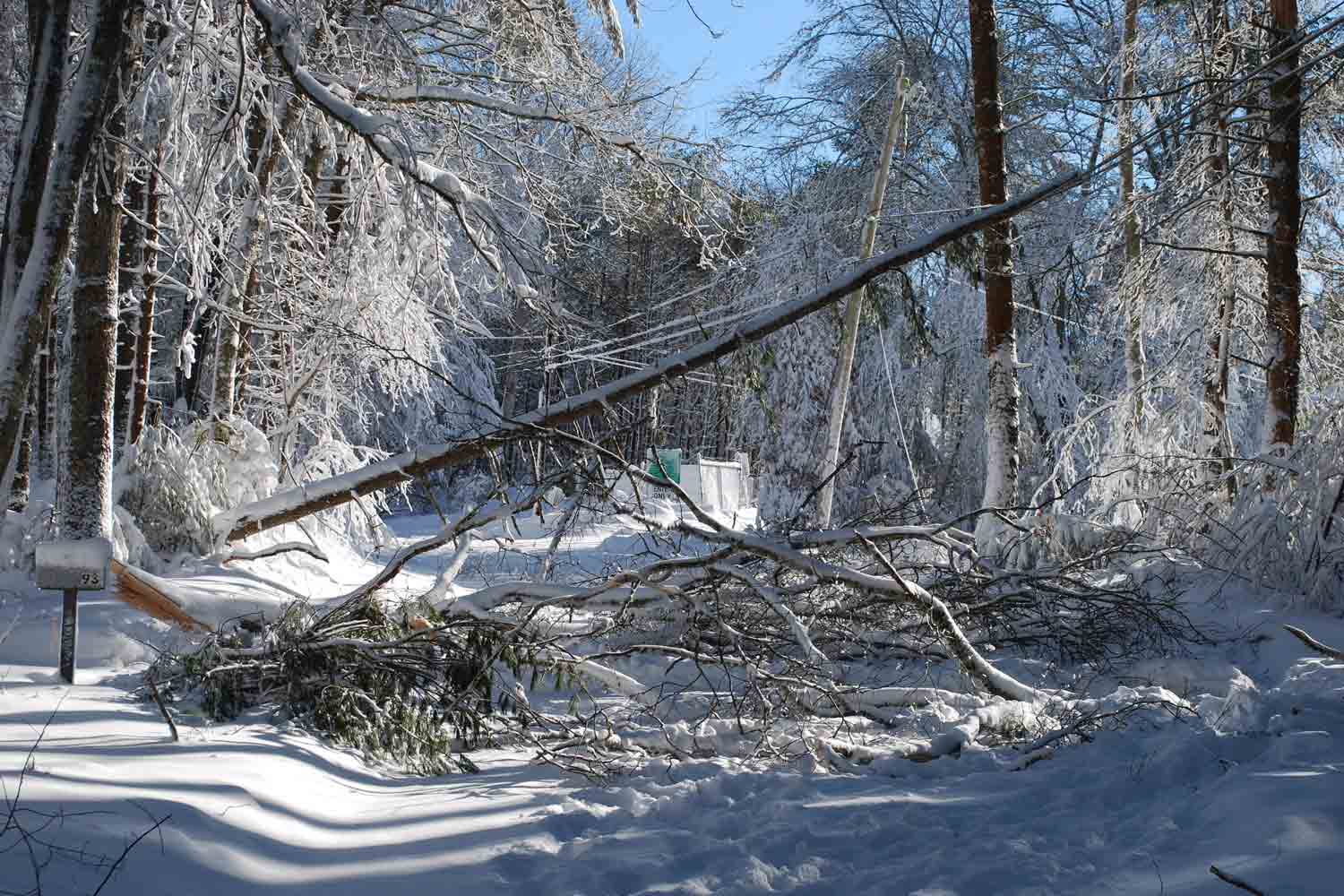 Large tree and storm damage because of a winter storm.