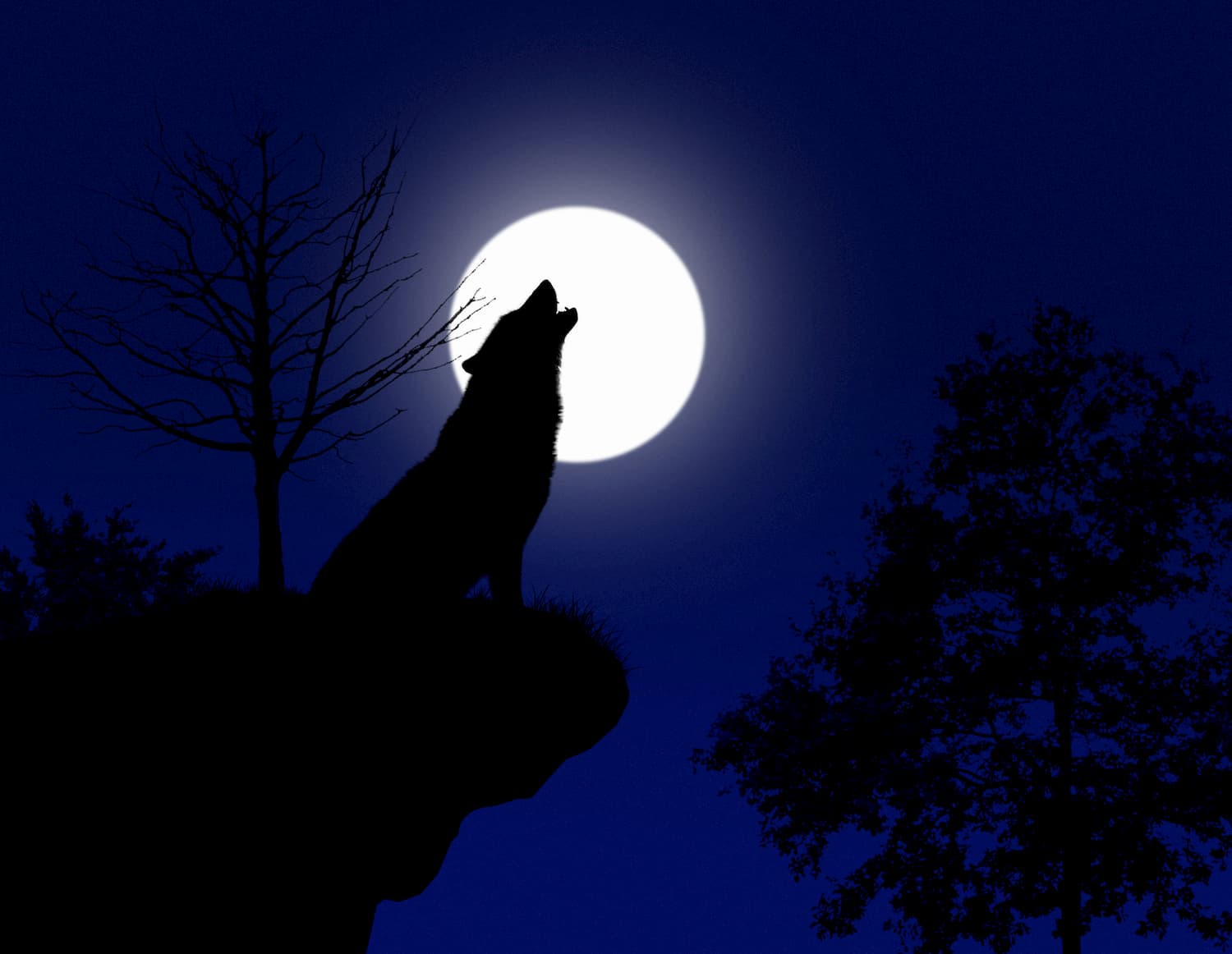 Sniffing out insurance coverage for werewolves