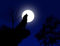 Blog Post - Sniffing out insurance coverage for werewolves