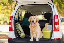 Blog Post - Protecting your pet in the car