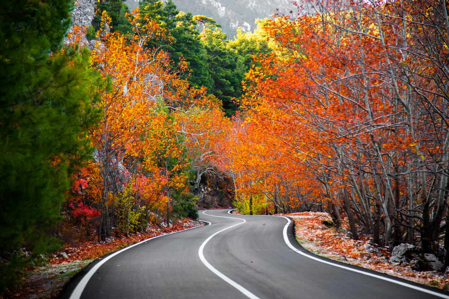 A curvy road with autumn orange trees alongside it