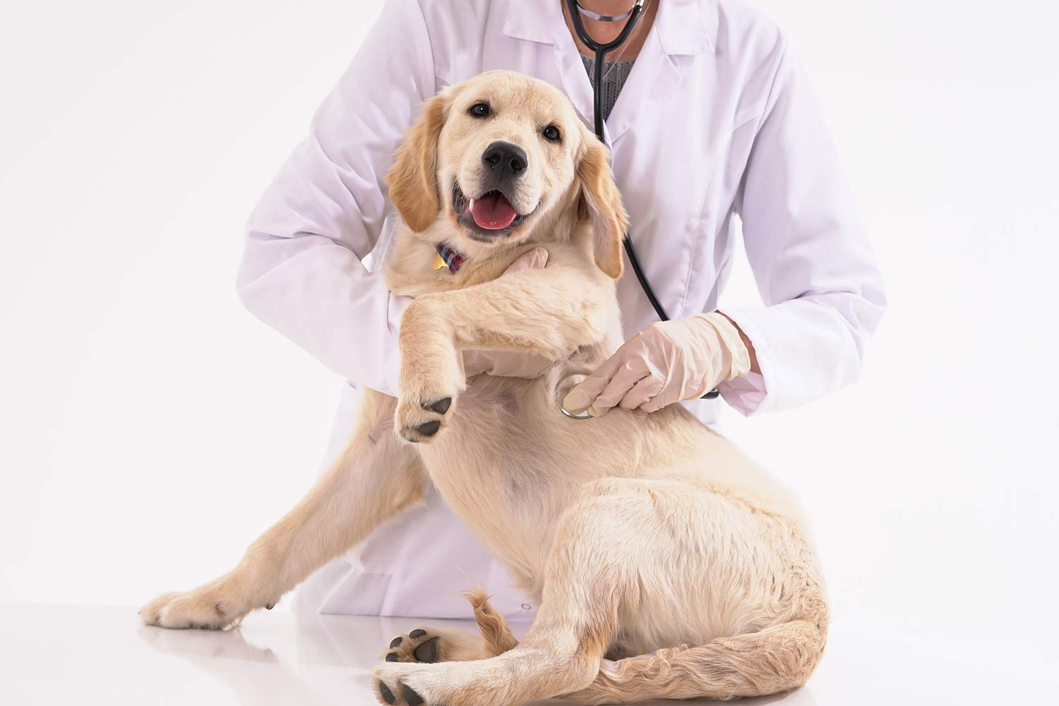 Vet examining a dog.