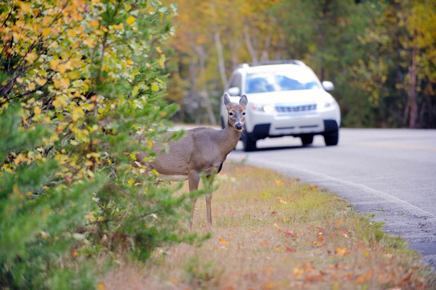 Car approaching deer on side of the road.