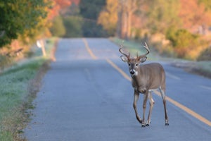Close up of a White Tail Deer buck with full antlers crossing a country road